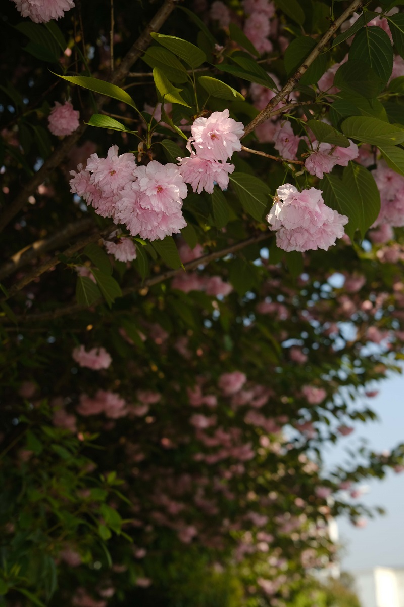 學(xué)校的櫻花開了，你，不來看看嗎？